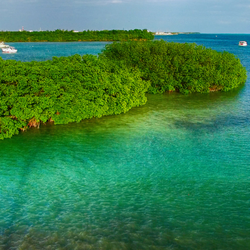 an aerial view of a mangrove island in the middle of the ocean