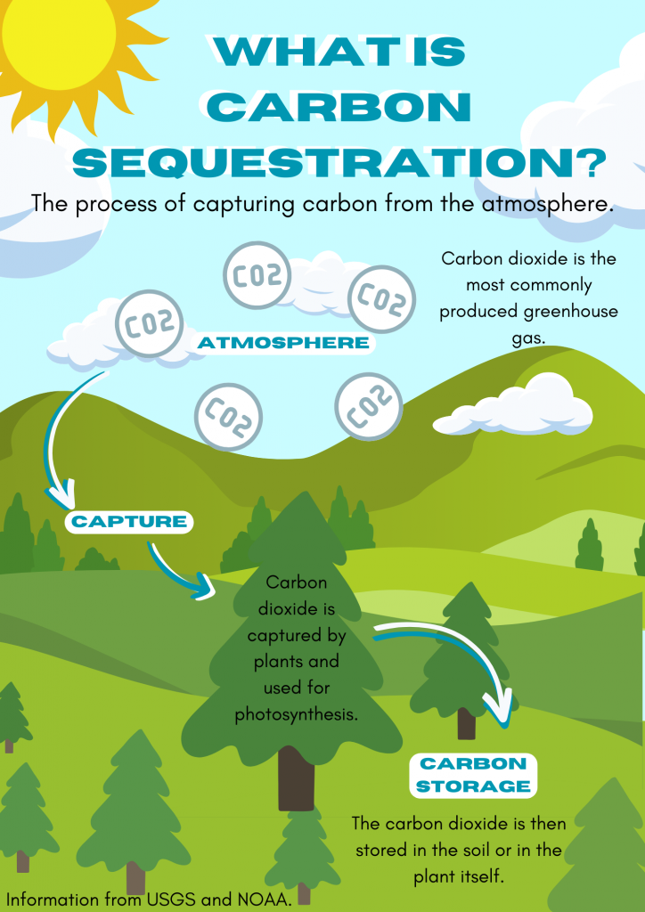 What is carbon sequestration?