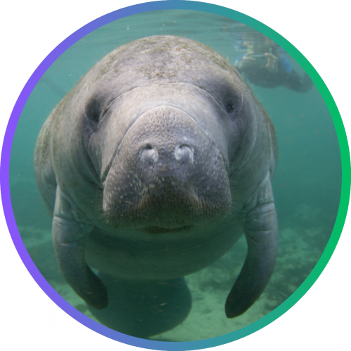 Florida manatee looks into the camera. 
