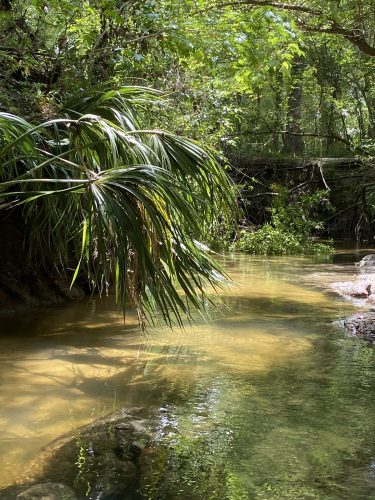 Palmetto hangs over creek. 