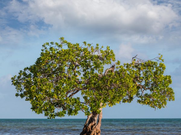 Mangrove off the coast of Florida