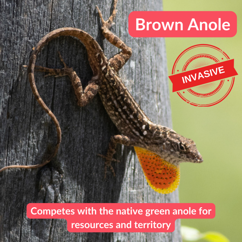 Brown Anole