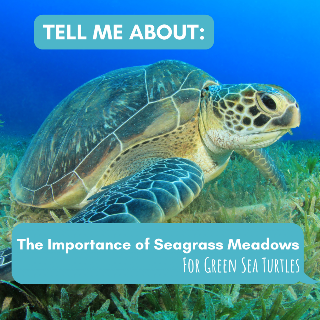 Tell Me About the Importance of Seagrass Meadows for Green Turtles