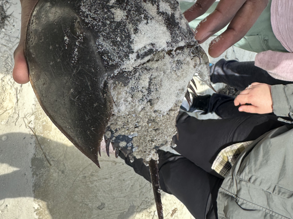 Joel Saunders holds a horsehoe crab found along a living shoreline in Cedar Key.