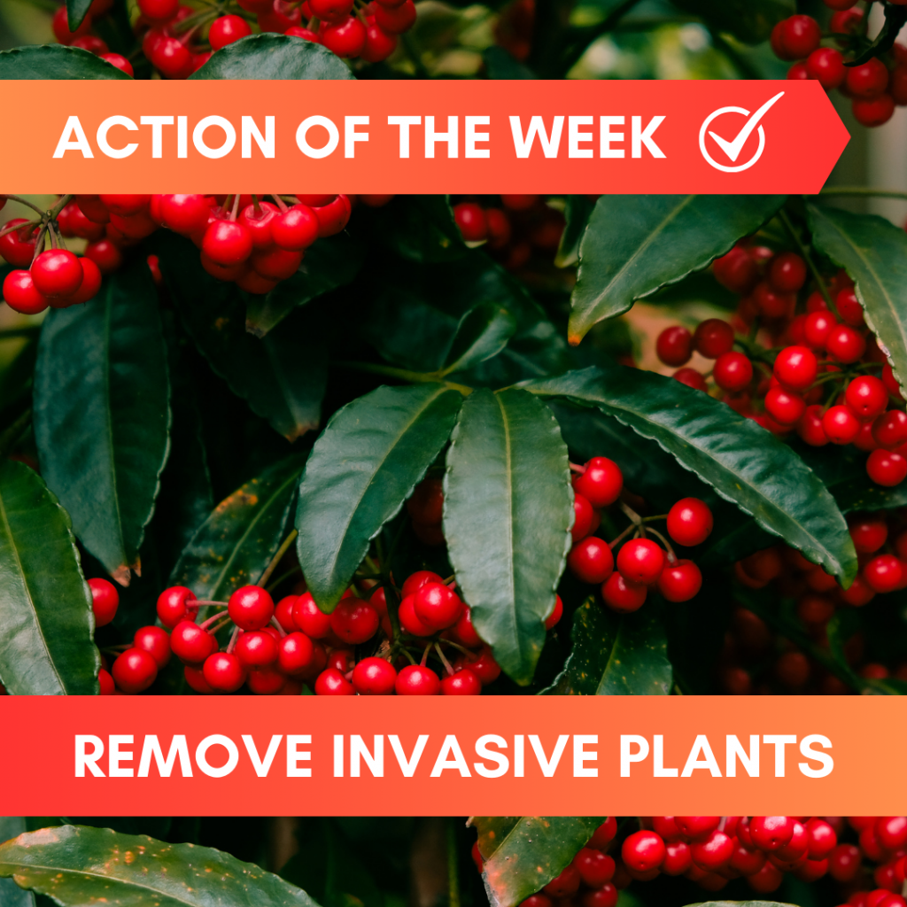 Action of the Week: Remove Invasive Plants
