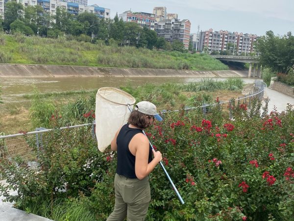 Catching pollinators.