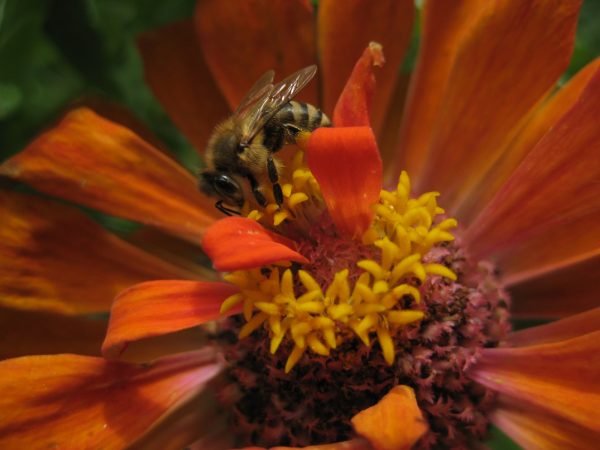 Bee on flower.