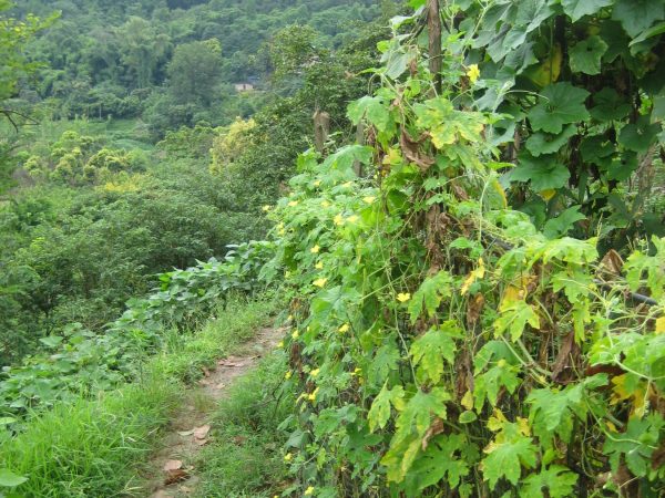 Path through farmlands in China.