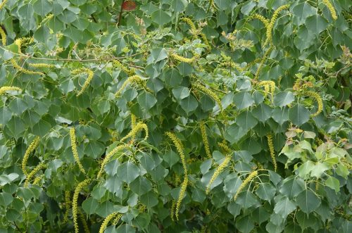Chinese tallow monocluster