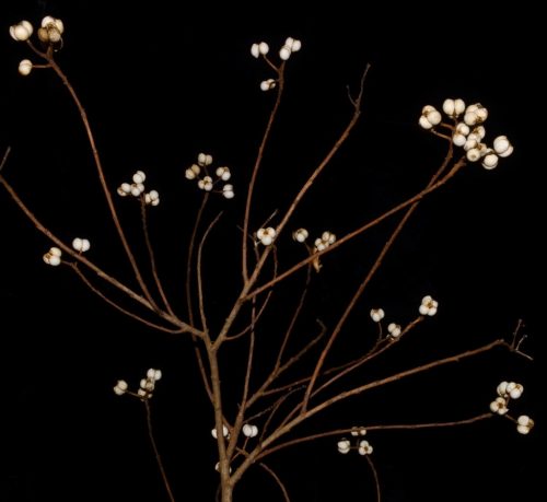 Chinese Tallow (dead)