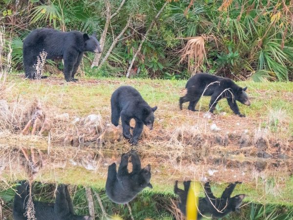 3 black bears and their reflections