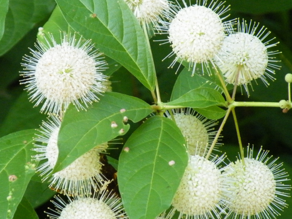 Buttonbush