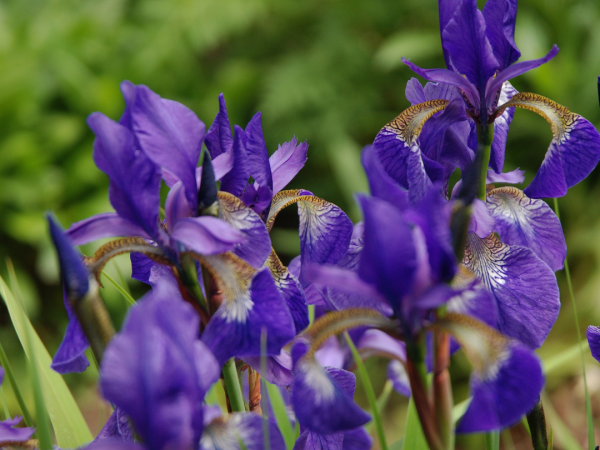 Iris Blue Flag