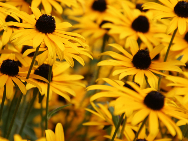 Black-Eyed Susan
