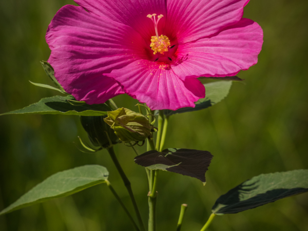 Swamp Mallow