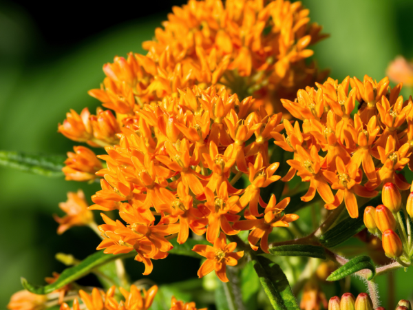 Butterfly Weed