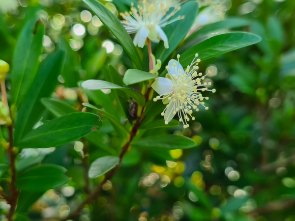 Wax Myrtle