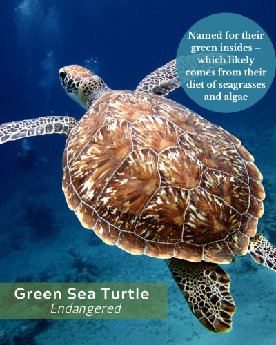 green sea turtle