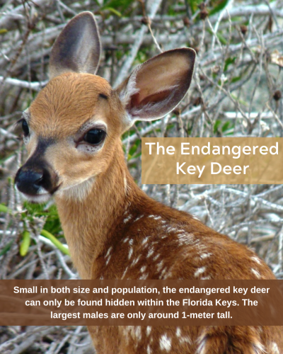 key deer