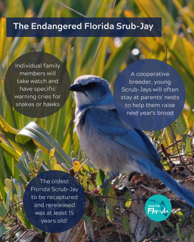 florida scrub jay