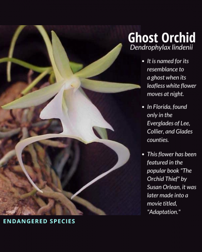 ghost orchid