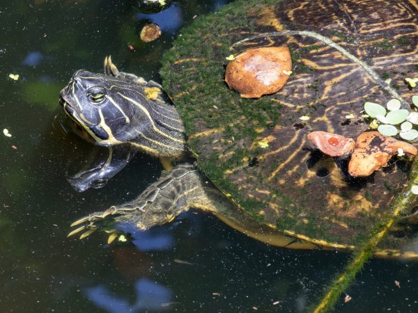 peninsular cooter