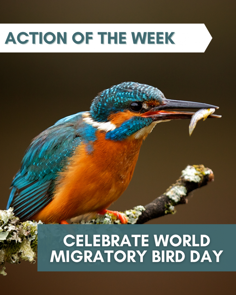 world migratory bird day
