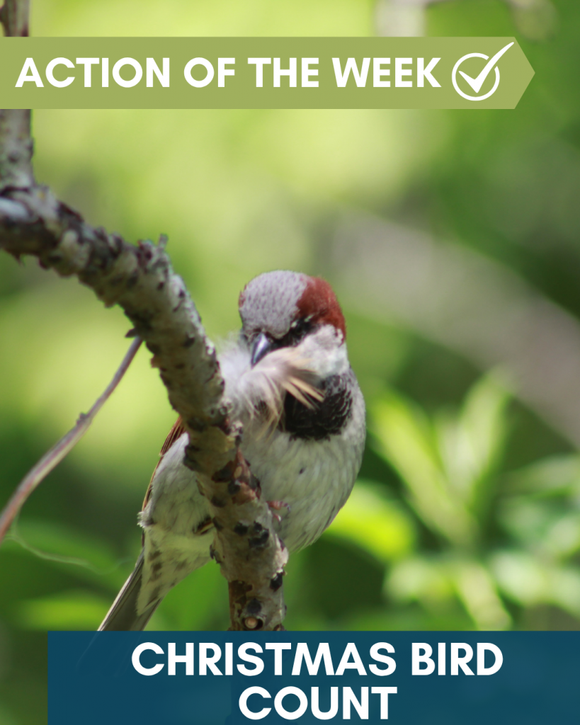 chirstmas bird count