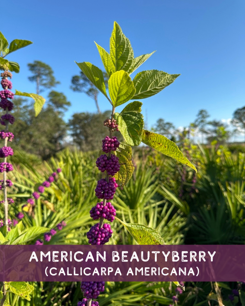 American beautyberry