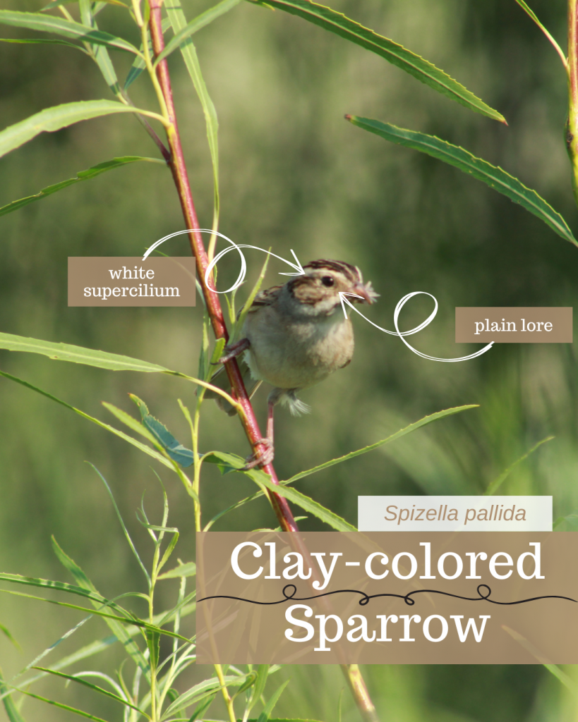 Clay-colored sparrow