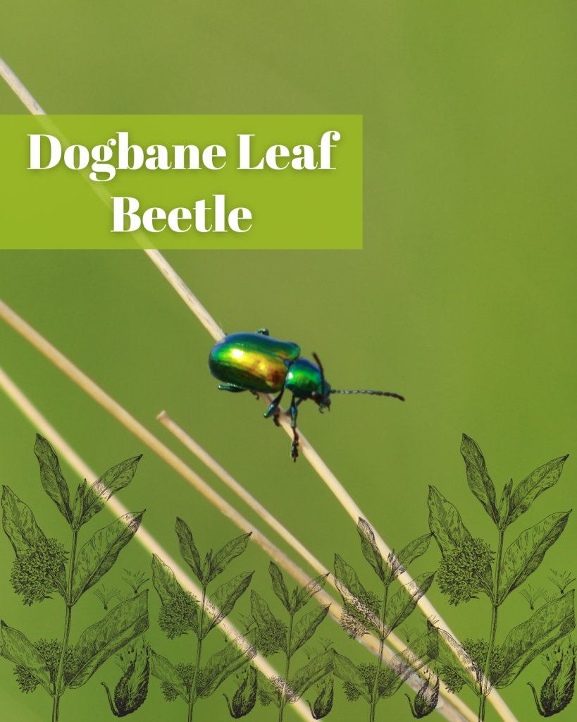 Dogbane Leaf beetle