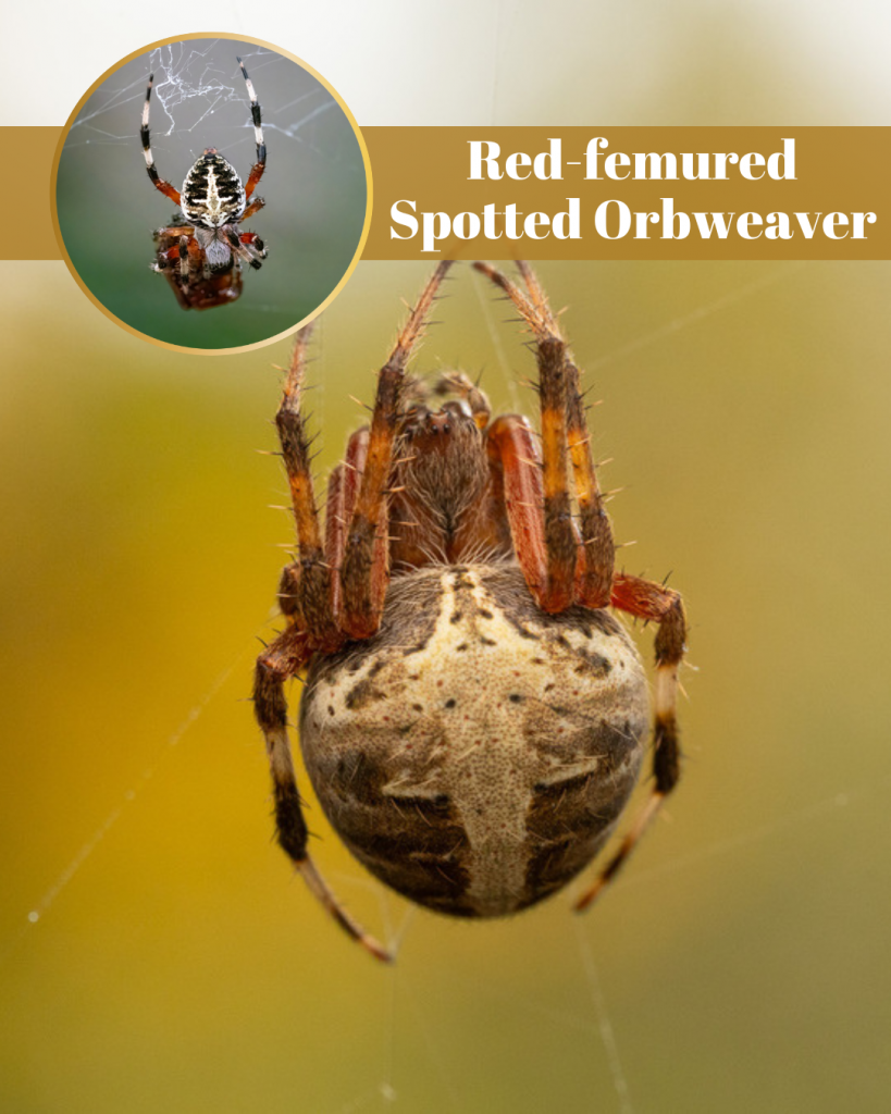 Red-femured spotted orbweaver