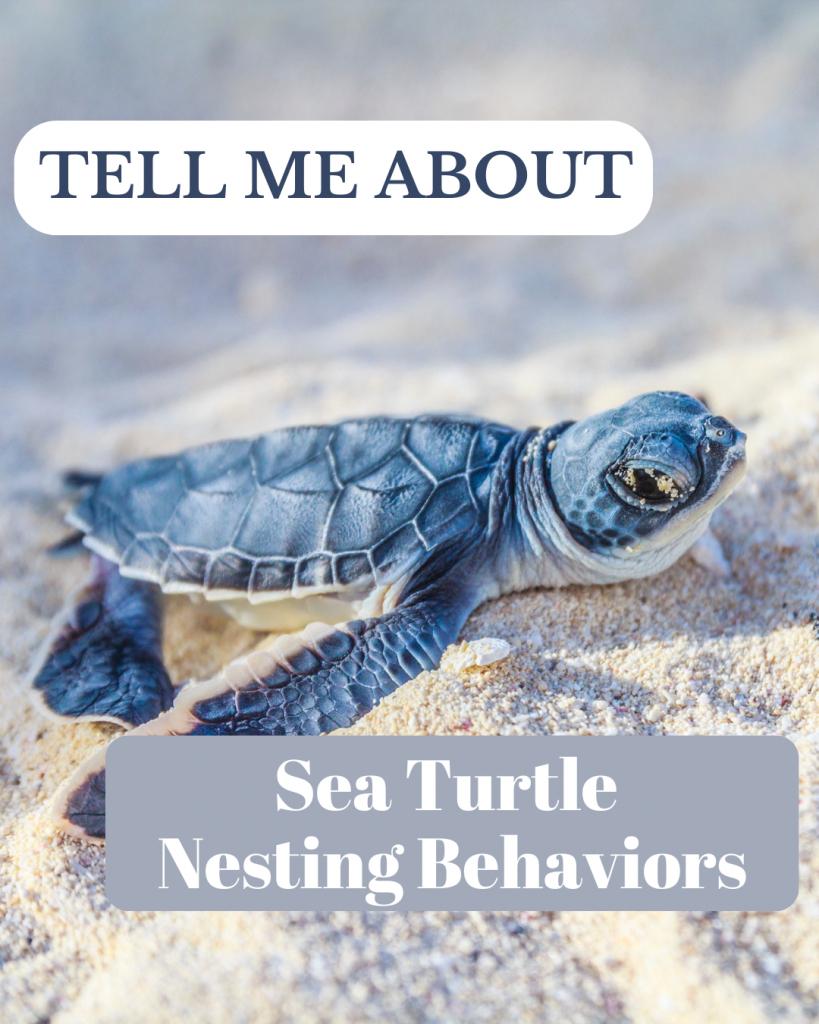 sea turtle