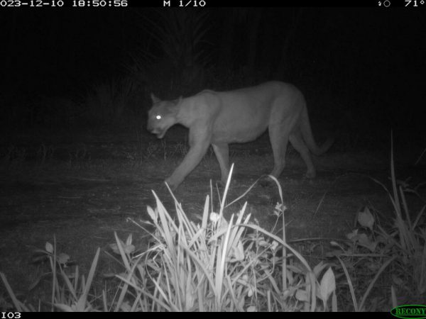 Florida Panther