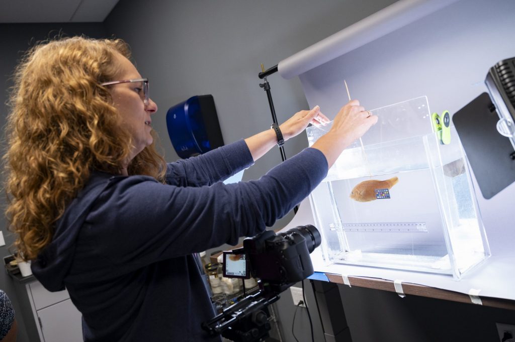 teacher maneuvers fish with a stick to get it at th right angle for a photo.