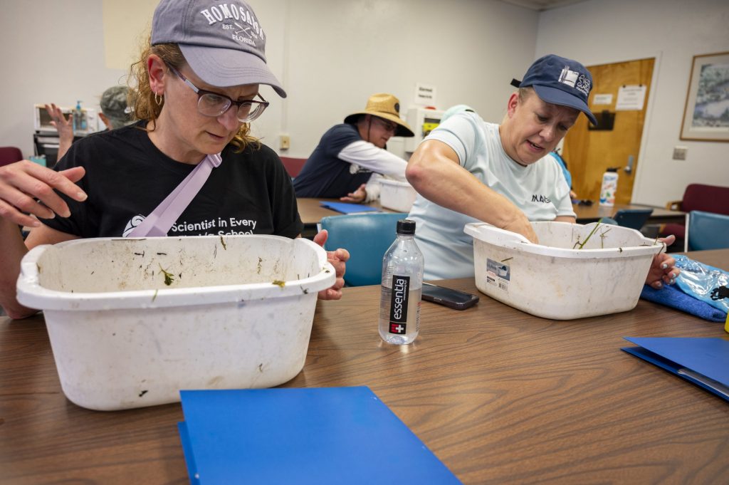 teachers examining aquatic macroinvertebrates