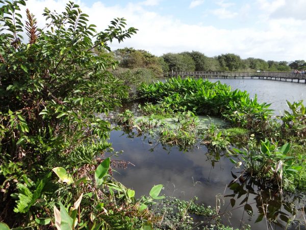 Wakodahatchee Wetlands image.