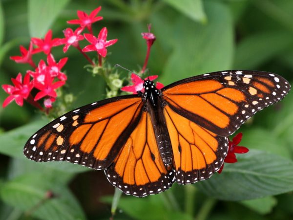 monarch butterfly on plant.