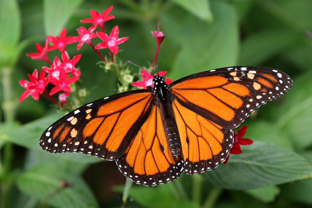 monarch butterfly on plant.