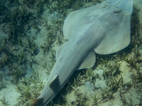 guitarfish