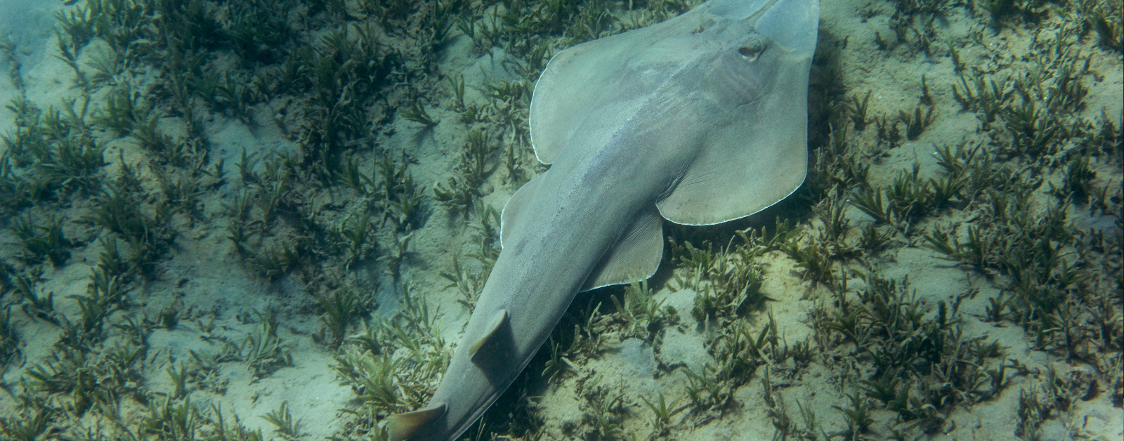 guitarfish