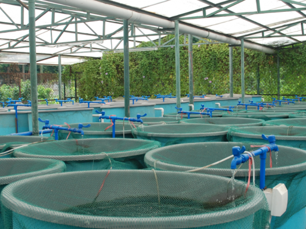 aquaculture tanks