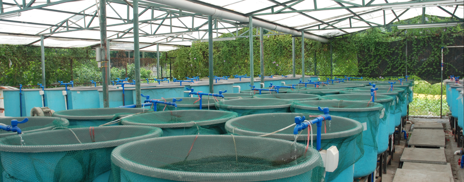 aquaculture tanks