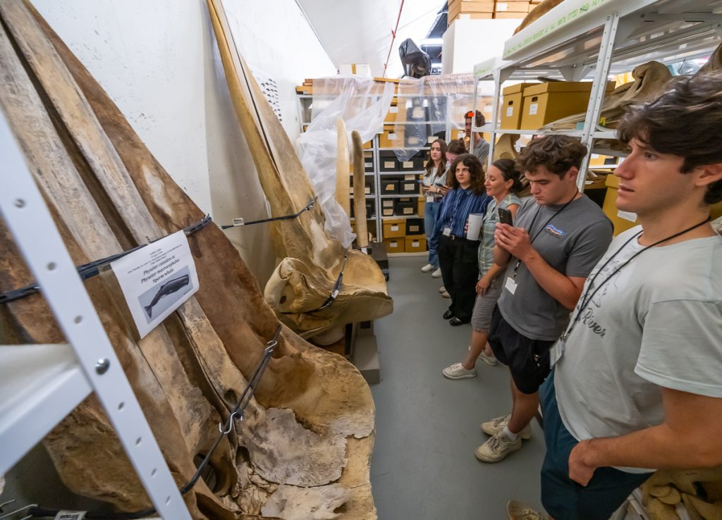 ELF Fellows getting to look at the large whale bones stored in the mammals collection. Pictured are Max Overdevest, Drew Kent, Dr. Mathis, Paige Hughes, and Natalie Prioli.
