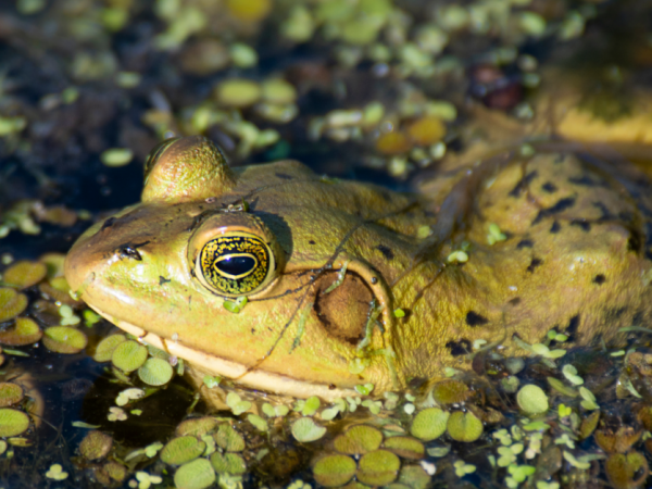 american bullfrog