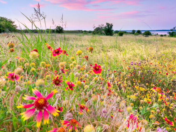 field of wildflowers