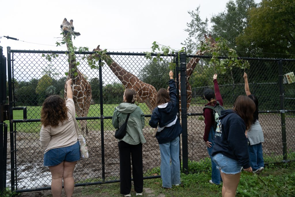Several ELF fellows feeding the giraffes leaves at Jax Zoo over the fence.