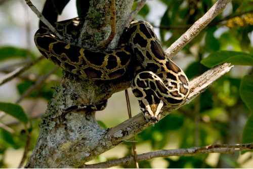 python in tree