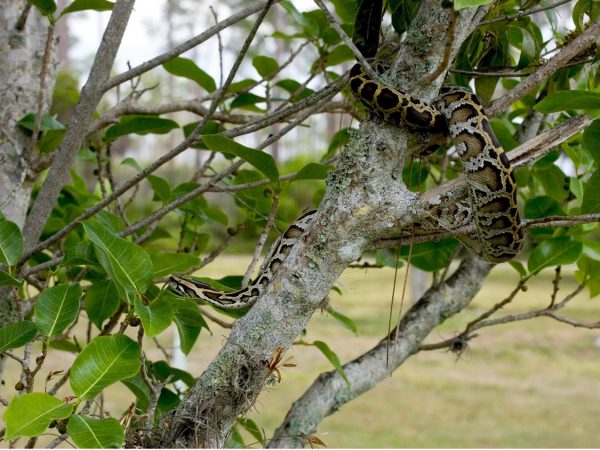 python in tree