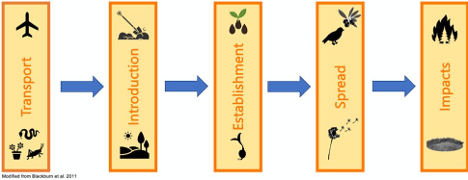 pythons in Florida timeline